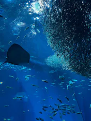 アクアワールド茨城県大洗水族館に投稿された画像（2026/7/23）