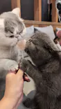 猫カフェモカ 名古屋栄店に投稿された画像（2026/7/23）