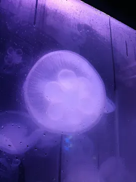 箱根園水族館に投稿された画像（2026/7/23）