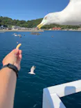 伊根湾めぐり遊覧船に投稿された画像（2026/7/23）