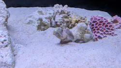 新江ノ島水族館に投稿された画像（2026/7/23）