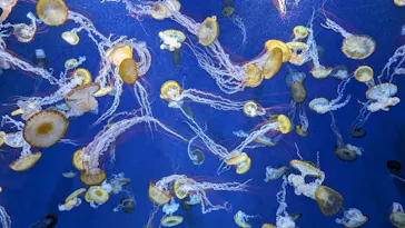 新江ノ島水族館に投稿された画像（2026/7/23）