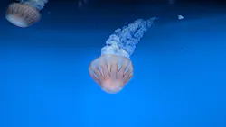新江ノ島水族館に投稿された画像（2026/7/23）