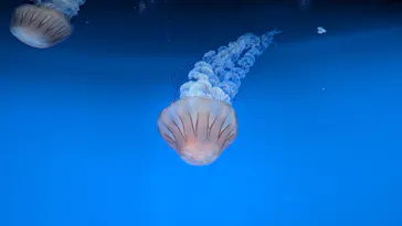 新江ノ島水族館に投稿された画像（2026/7/23）