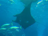 沖縄美ら海水族館に投稿された画像（2026/7/23）