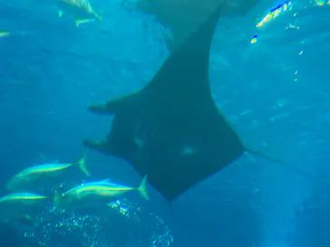 沖縄美ら海水族館に投稿された画像（2026/7/23）