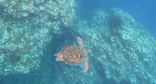 マーレ石垣島に投稿された画像（2026/7/23）