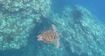 マーレ石垣島に投稿された画像（2026/7/23）