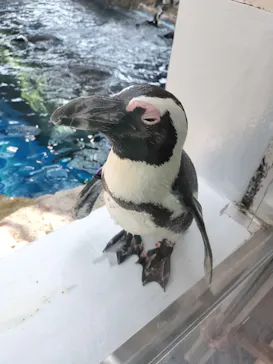 京都水族館に投稿された画像（2026/7/23）