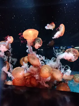 京都水族館に投稿された画像（2026/7/23）