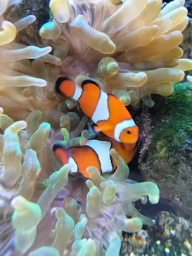 京都水族館に投稿された画像（2026/7/23）