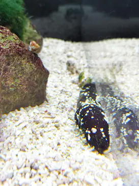 京都水族館に投稿された画像（2026/7/23）