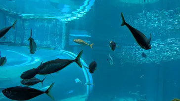 九十九島水族館海きららに投稿された画像（2026/7/23）