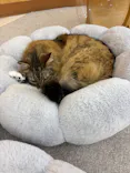 Cat Café MOFF 水戸オーパ店に投稿された画像（2026/7/23）