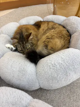 Cat Café MOFF 水戸オーパ店に投稿された画像（2026/7/23）
