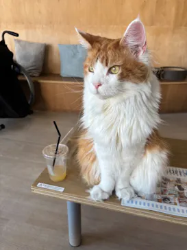 Cat Café MOFF 水戸オーパ店に投稿された画像（2026/7/23）