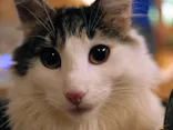 猫カフェモカ　新宿店に投稿された画像（2026/7/24）
