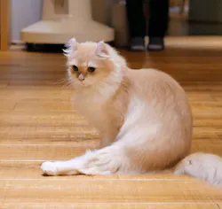 猫カフェモカ　新宿店に投稿された画像（2026/7/23）