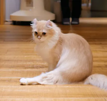 猫カフェモカ　新宿店に投稿された画像（2026/7/23）