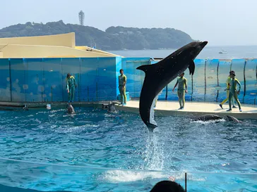 新江ノ島水族館に投稿された画像（2026/7/23）