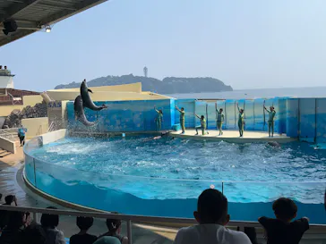 新江ノ島水族館に投稿された画像（2026/7/23）