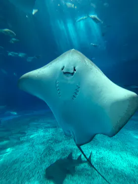 沖縄美ら海水族館に投稿された画像（2026/7/23）