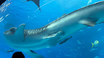 沖縄美ら海水族館に投稿された画像（2026/7/23）