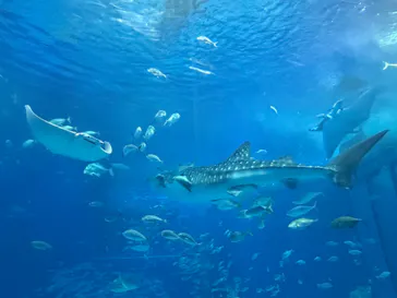 沖縄美ら海水族館に投稿された画像（2026/7/23）