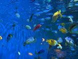 しながわ水族館に投稿された画像（2026/7/24）