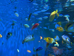 しながわ水族館に投稿された画像（2026/7/23）