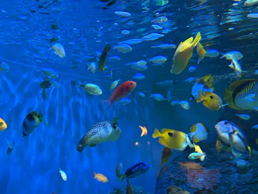 しながわ水族館に投稿された画像（2026/7/23）