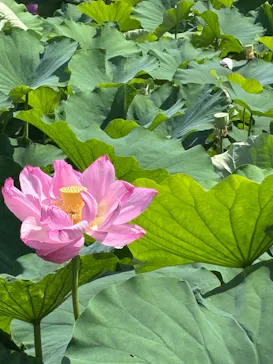 小田原城に投稿された画像（2026/7/23）
