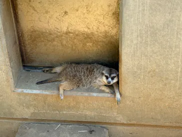 こども動物自然公園（埼玉県公園緑地協会）に投稿された画像（2026/7/24）