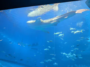 沖縄美ら海水族館に投稿された画像（2026/7/24）