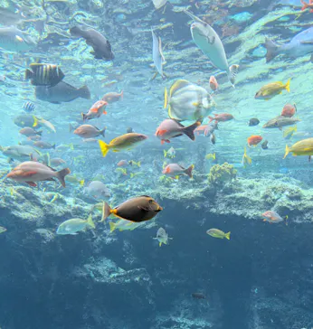 沖縄美ら海水族館に投稿された画像（2026/7/24）