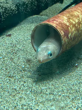 葛西臨海水族園に投稿された画像（2026/7/24）