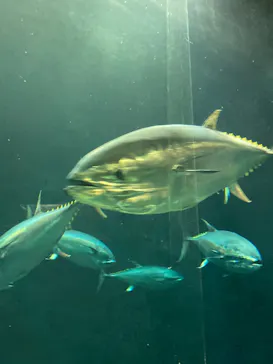 葛西臨海水族園に投稿された画像（2026/7/24）