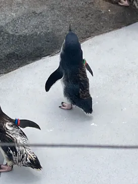 葛西臨海水族園に投稿された画像（2026/7/24）