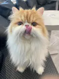猫カフェモカ　アルシェ大宮店に投稿された画像（2026/7/24）