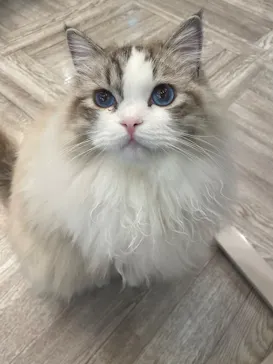 猫カフェモカ　アルシェ大宮店に投稿された画像（2026/7/24）