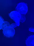 マリンワールド海の中道に投稿された画像（2026/7/24）