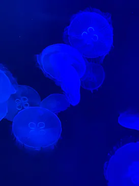 マリンワールド海の中道に投稿された画像（2026/7/24）