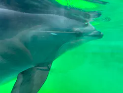 しながわ水族館に投稿された画像（2026/7/24）