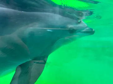 しながわ水族館に投稿された画像（2026/7/24）