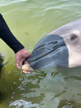 日間賀島ドルフィンビーチに投稿された画像（2026/7/24）