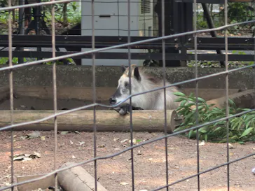 井の頭自然文化園に投稿された画像（2026/7/24）