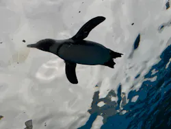 サンシャイン水族館に投稿された画像（2026/7/24）