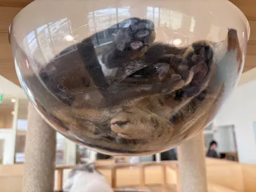 Cat Café MOFF グランベリーパーク店に投稿された画像（2026/7/24）