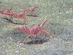 アクアワールド茨城県大洗水族館に投稿された画像（2026/7/24）
