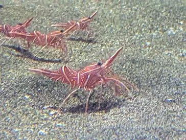 アクアワールド茨城県大洗水族館に投稿された画像（2026/7/24）